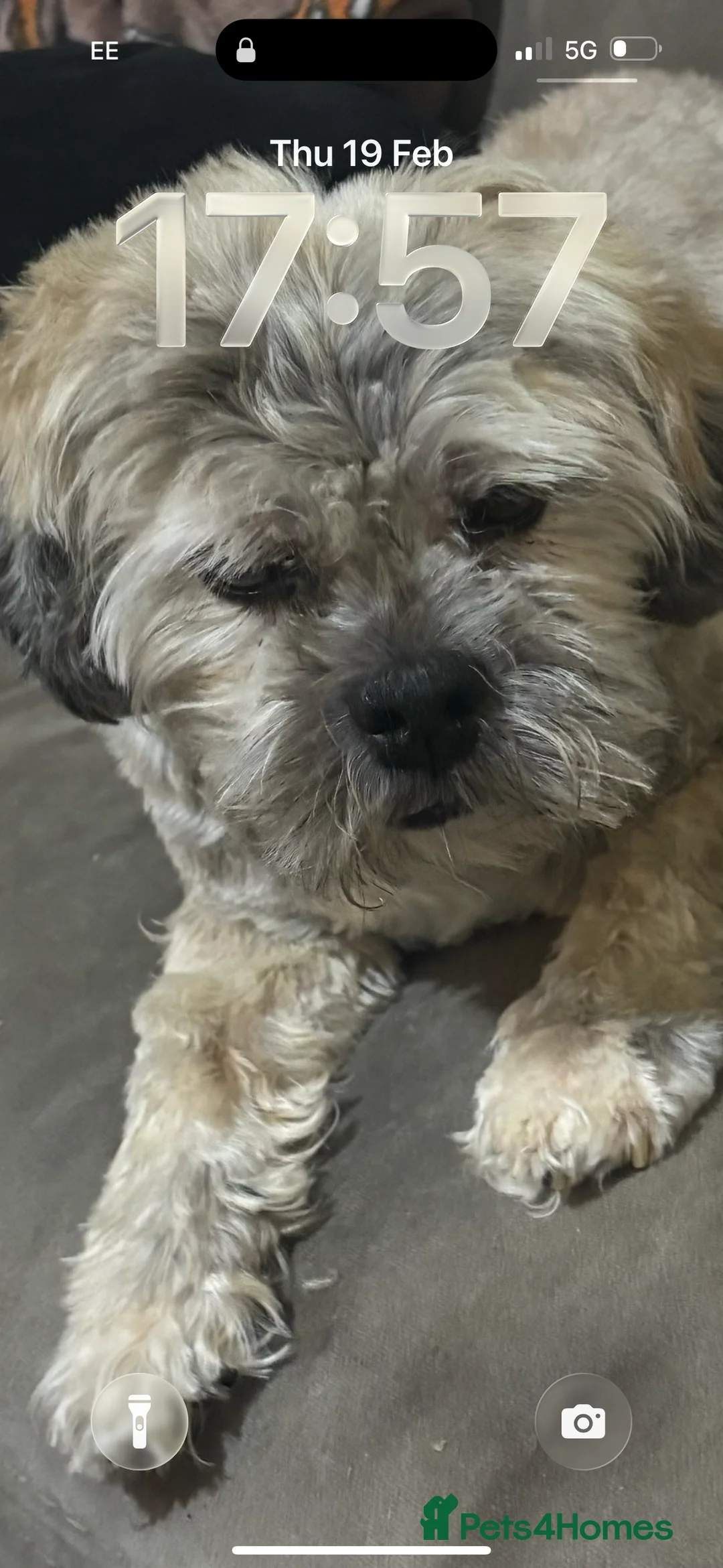 Lhasa Apso dogs for sale: Lhaso aspo - Advert 3