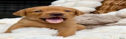 Labrador Retriever dogs for sale: Fox Red KC Registered Labrador Puppies🐾 in London - Advert 24