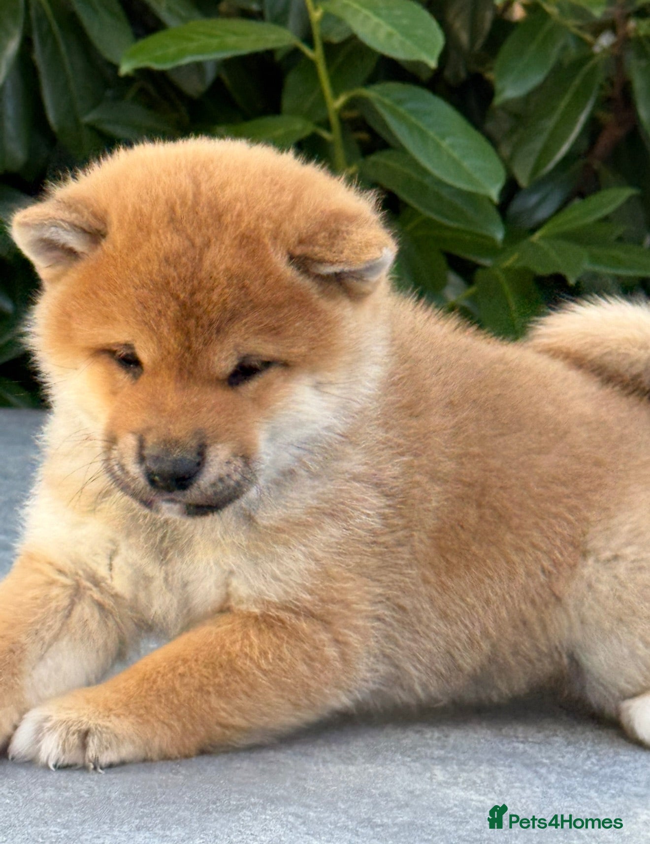 Japanese Shiba Inu dogs Clear DNA red Shiba Inu puppy champion parents - Advert 6