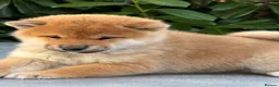 Japanese Shiba Inu dogs for sale: Clear DNA red Shiba Inu puppy champion parents - Advert 11