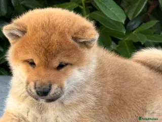 Japanese Shiba Inu dogs Clear DNA red Shiba Inu puppy champion parents - Advert 6