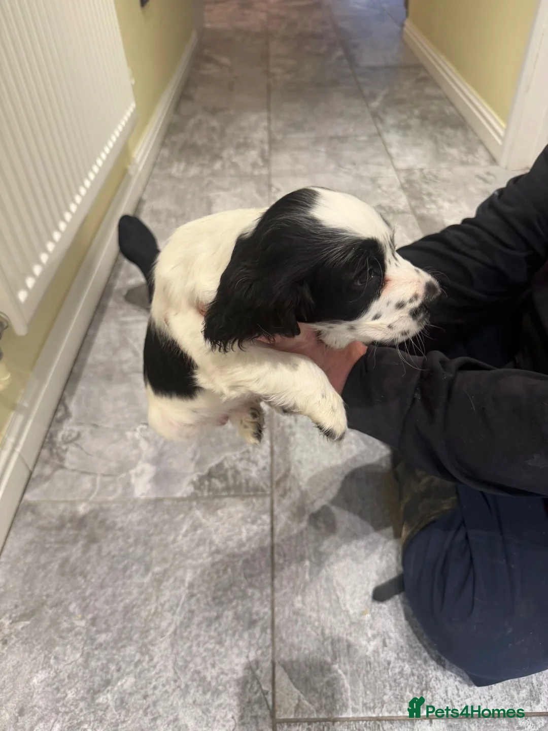 Cocker Spaniel dogs for sale: OUTSTANDING ADORABLE SHOW TYPE COCKER SPANIEL  - Advert 29