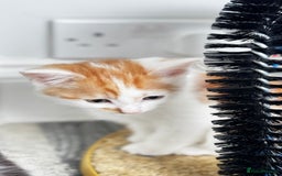 Domestic Shorthair cats for sale: Beautiful and adorable kittens for sale☺️ - Image 32