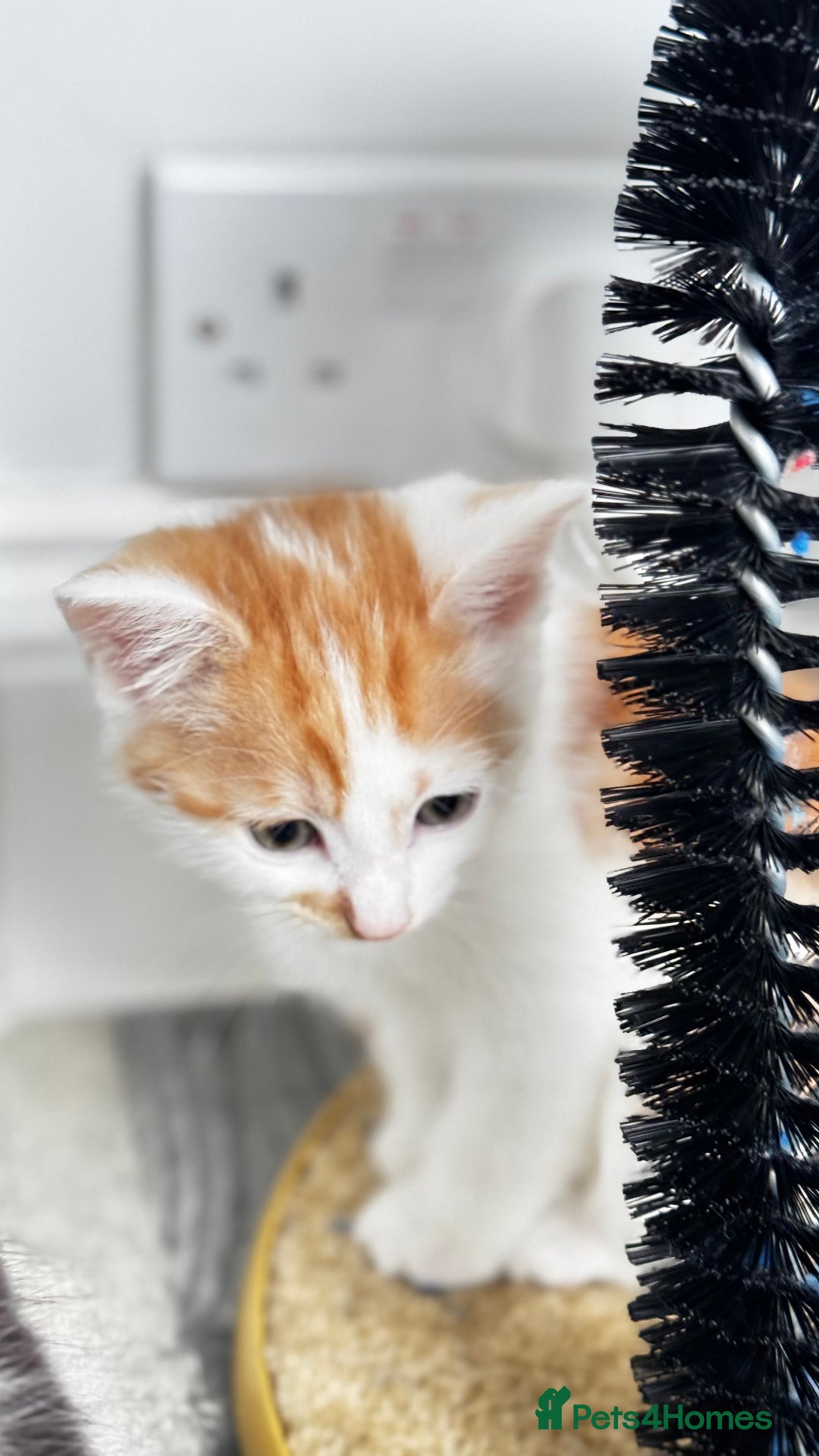 Domestic Shorthair cats for sale: Beautiful and adorable kittens for sale☺️ - Image 32