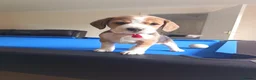 Beagle dogs for sale: Beautiful Pure Beagle Puppies  in Ledbury - Advert 14