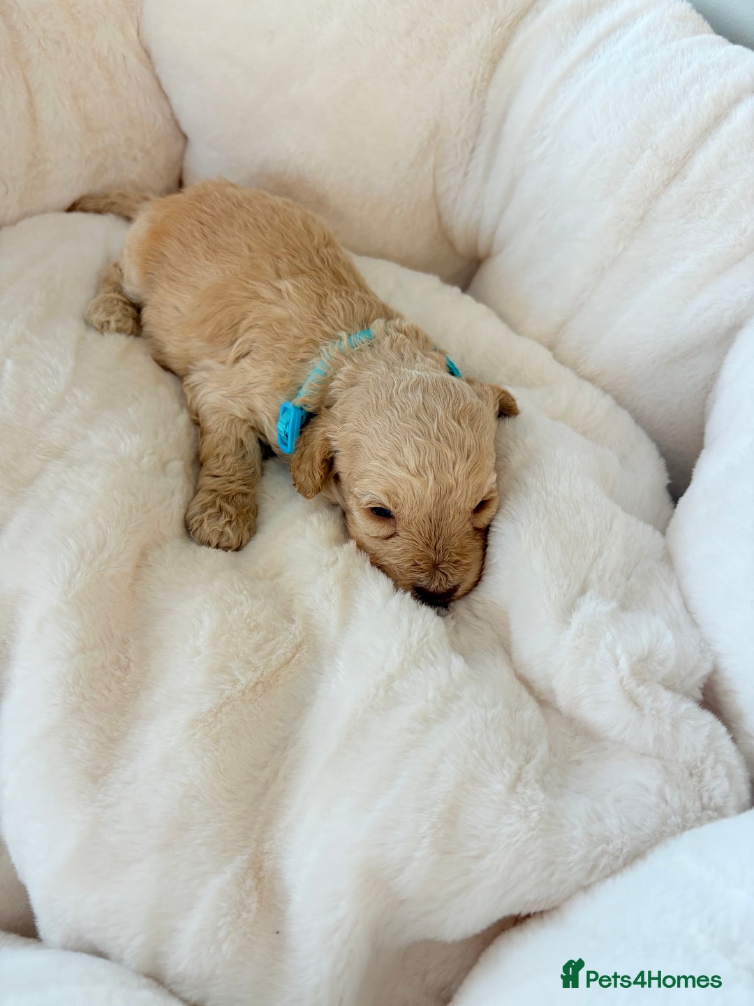 Cockapoo dogs for sale: F1B cockapoo puppies  - Advert 8