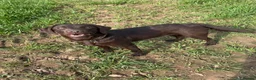Labrador Retriever dogs for sale: Outstanding quality Chocolate Labrador pups - Advert 6