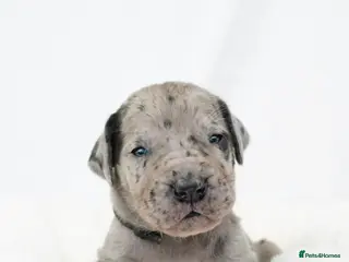 Great Dane dogs Health Tested KC reg Great Dane puppies - Advert 3