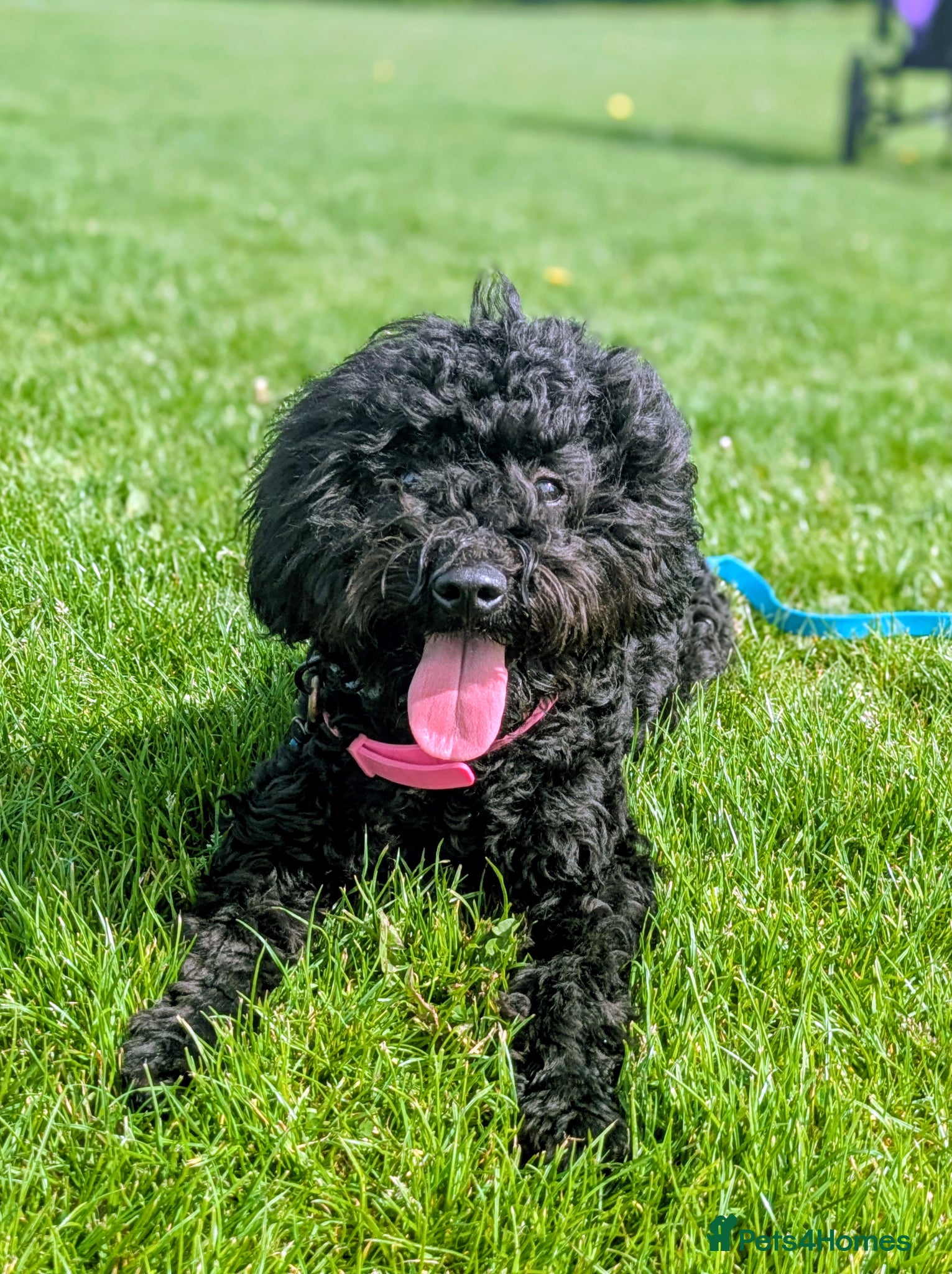 Aussiedoodle dogs Young active mix breed  - Advert 3