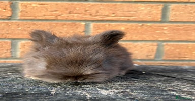 Angora rabbits - Advert 16