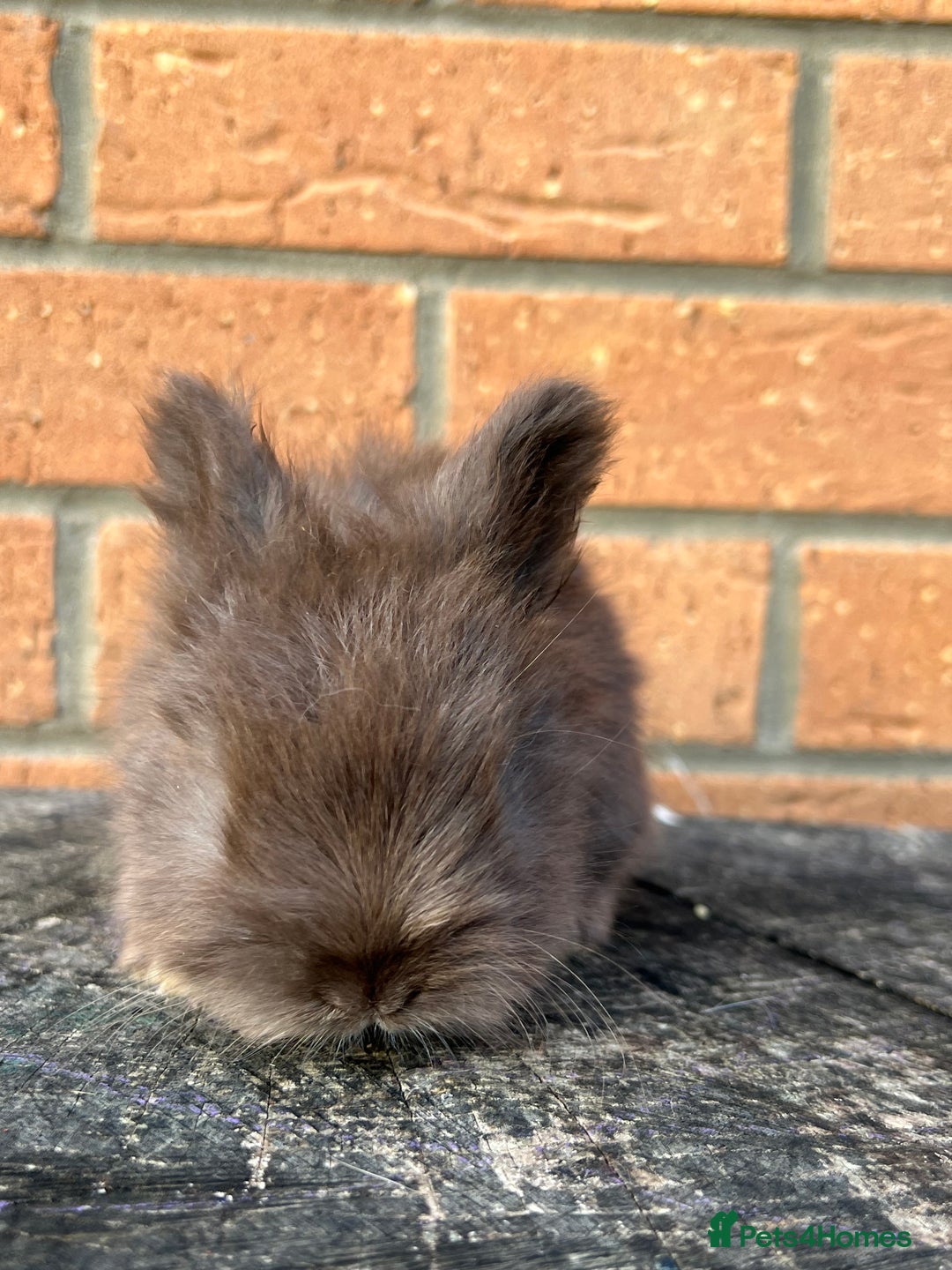 Angora rabbits for sale: English Angora  - Image 3