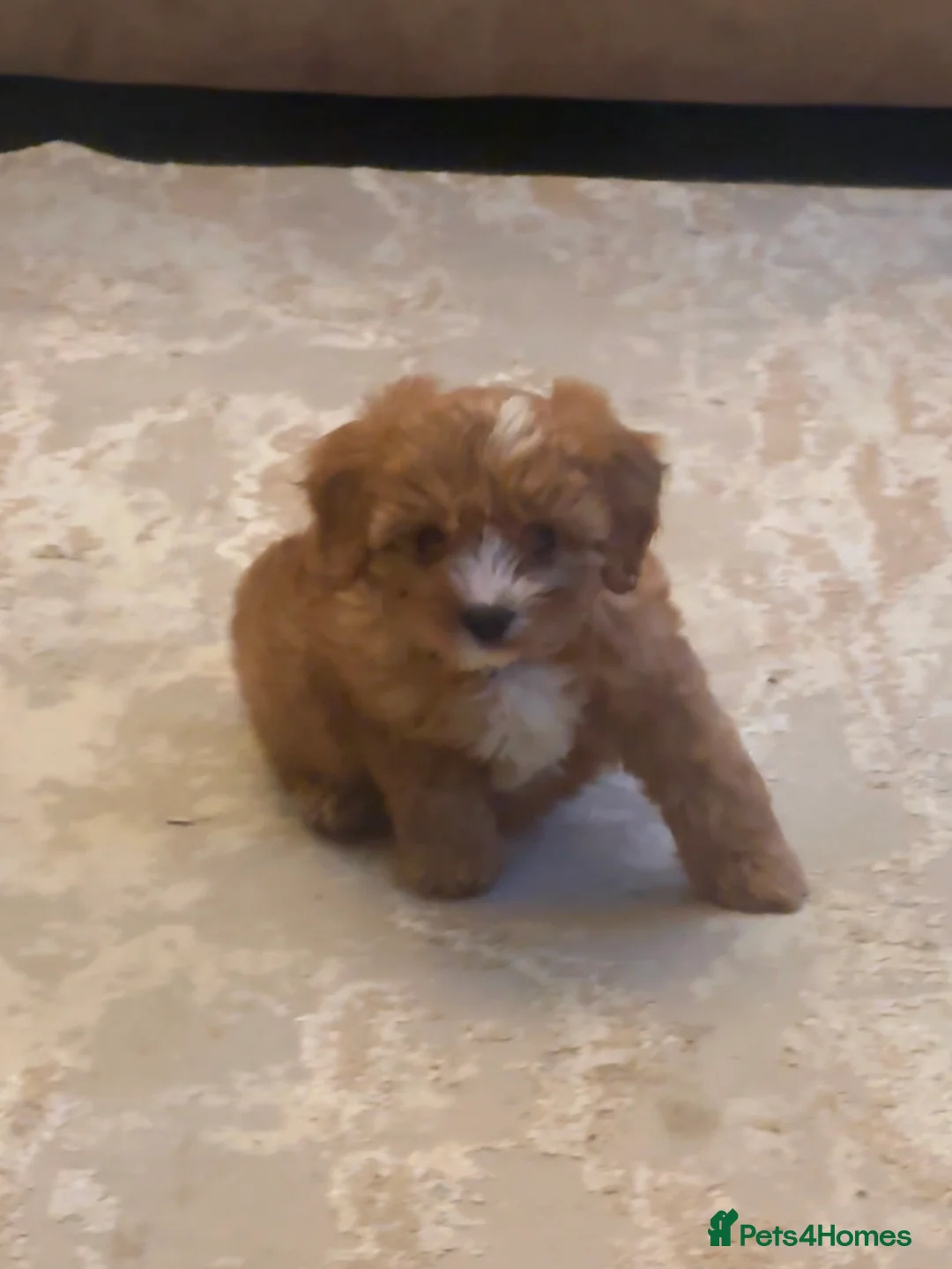 Cavapoo dogs for sale:  9-Week-Old Cavapoo Puppy for Rehoming - Advert 4