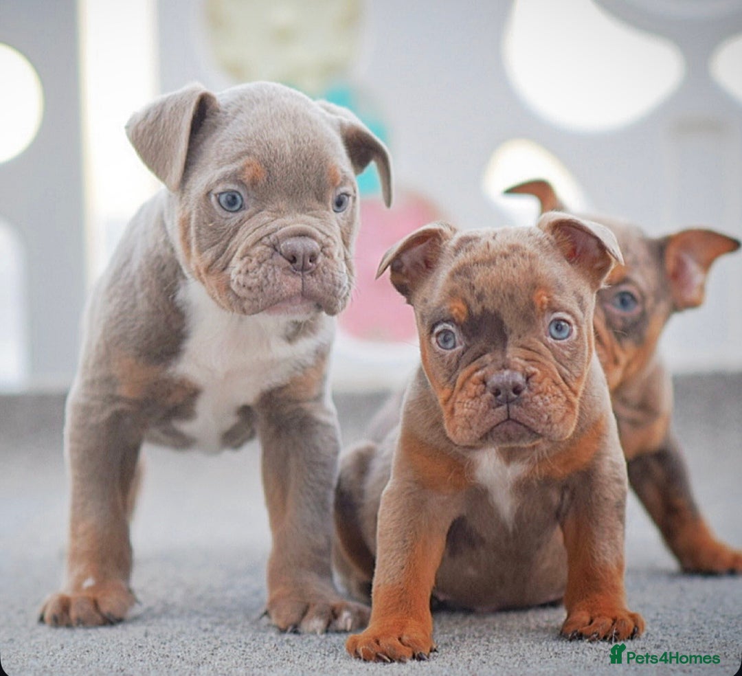 Olde English Bulldogge dogs for sale: 23 years experience 5⭐️Rated licensed  - Advert 4