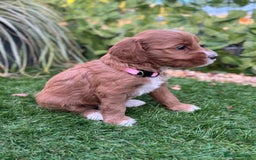 Australian Labradoodle dogs for sale: Pure Multigen Australian Labradoodle Puppies - Image 17