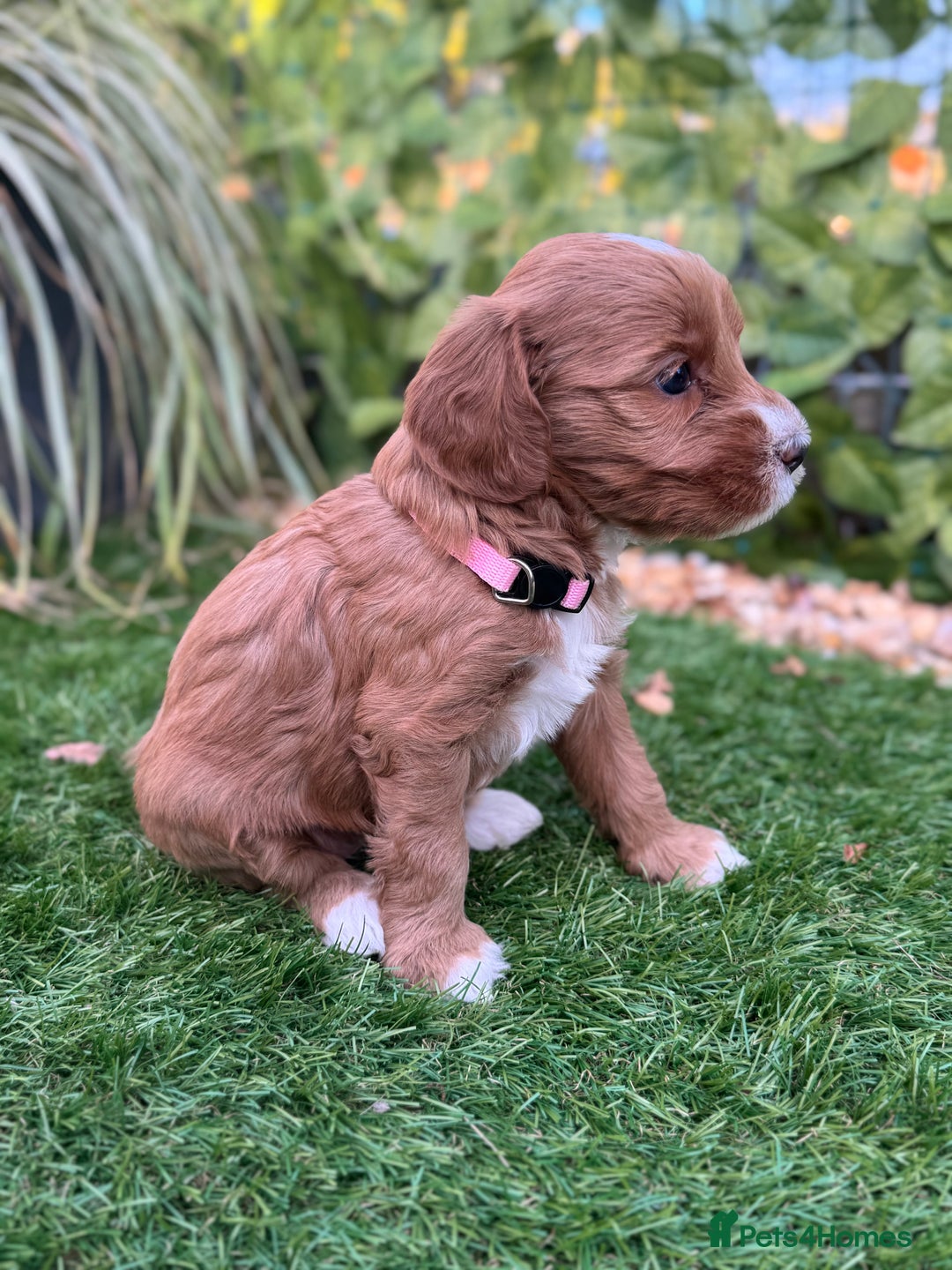 Australian Labradoodle dogs for sale: Pure Multigen Australian Labradoodle Puppies - Image 17