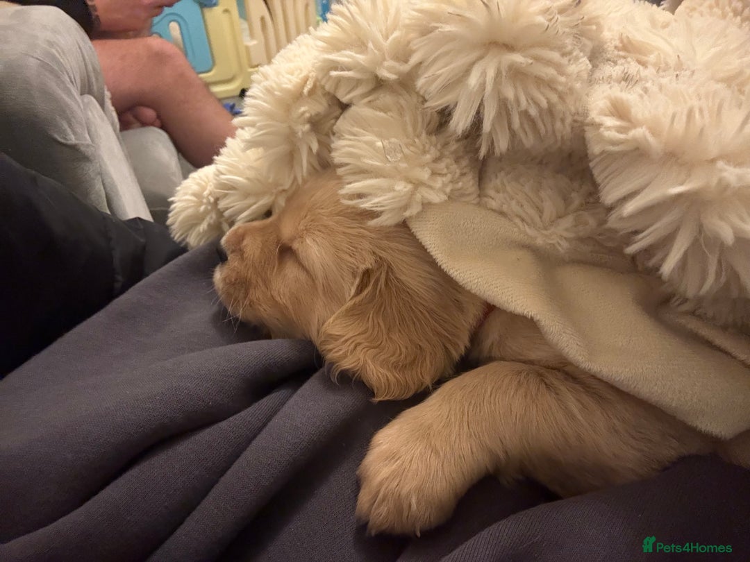 Goldador dogs for sale: Goldador puppies  - Advert 10