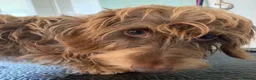 Miniature Dachshund dogs for sale: miniature wire haired dachshund - Advert 11