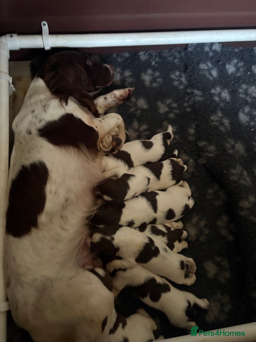 English Springer Spaniel dogs for sale: Springer spaniel dog puppy available  - Image 4