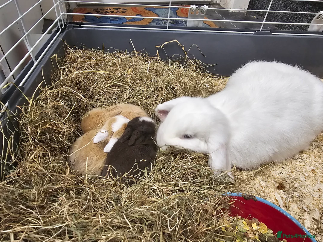 Mixed Breed rabbits for sale: 3 baby bunnies ready for their forever home - Advert 1