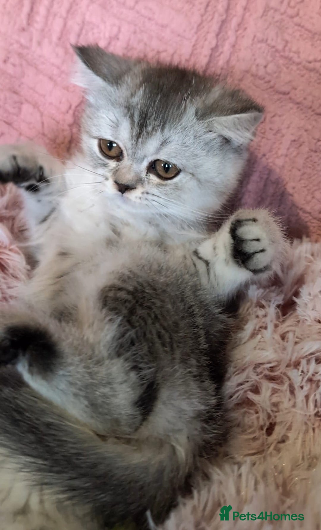 British Shorthair cats for sale: 🐾❣️ Beautiful BSH last Girl 💕 PEDIGREE - Image 6