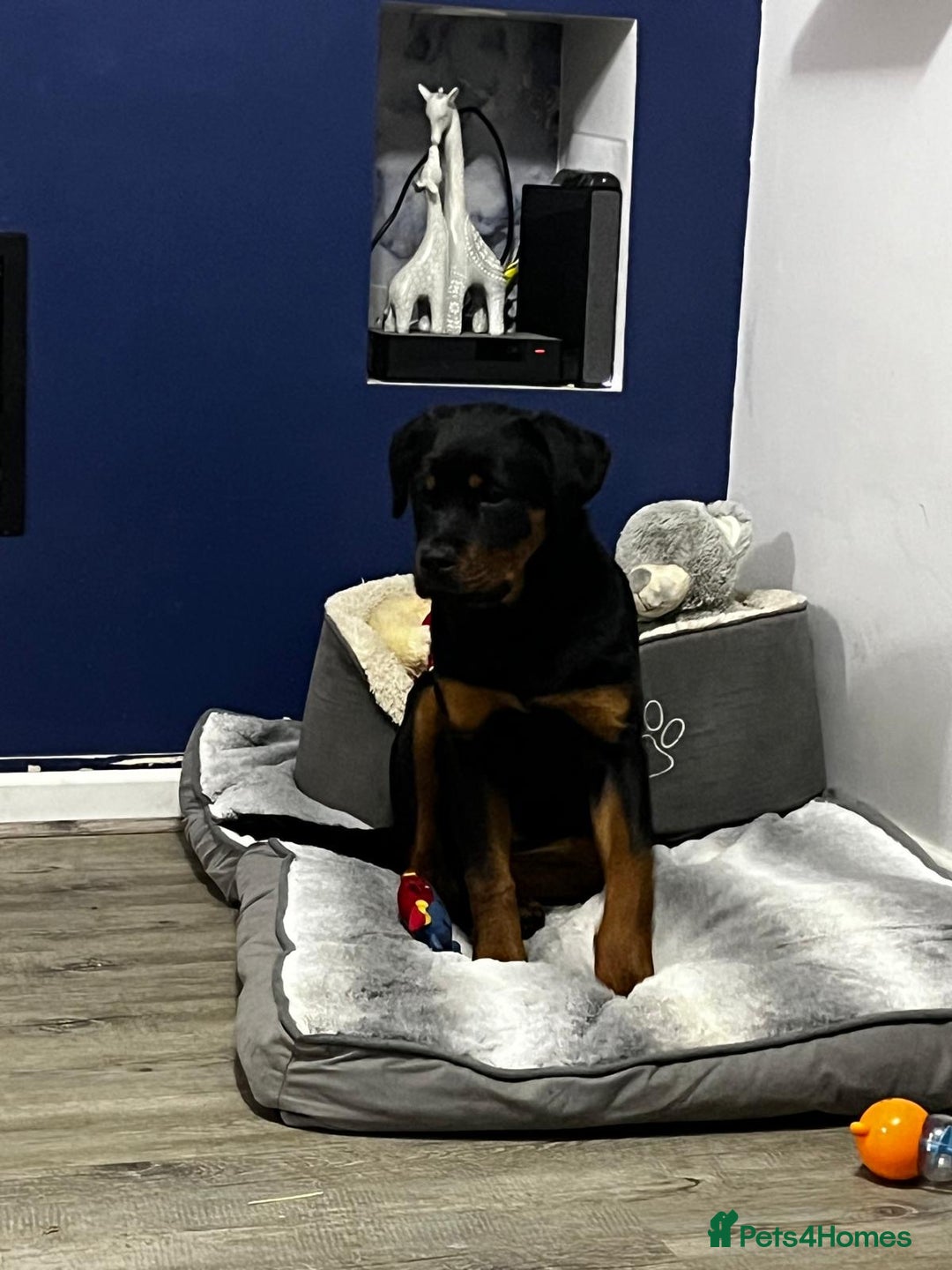 Rottweiler dogs for sale: Seeking a Forever Home Libby 1-Year-Old Rottweiler - Advert 5