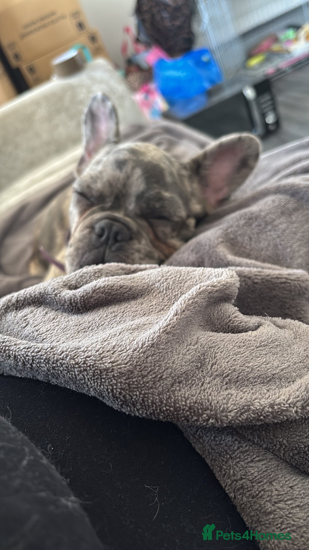 French Bulldog dogs for sale: Merle french bulldog  - Image 4