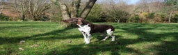 German Shorthaired Pointer dogs for stud: KC Reg GSP For Stud Health Tested IMPORT in Swansea - Advert 3