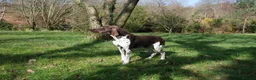 German Shorthaired Pointer dogs for stud: KC Reg GSP For Stud Health Tested IMPORT in Swansea - Advert 3