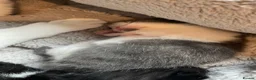 Mixed Breed cats for sale: 4 kittens for sale  in Alfreton - Advert 4