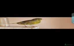 Canaries birds for sale: Two Canary Birds for sale, £20 each - Image 14