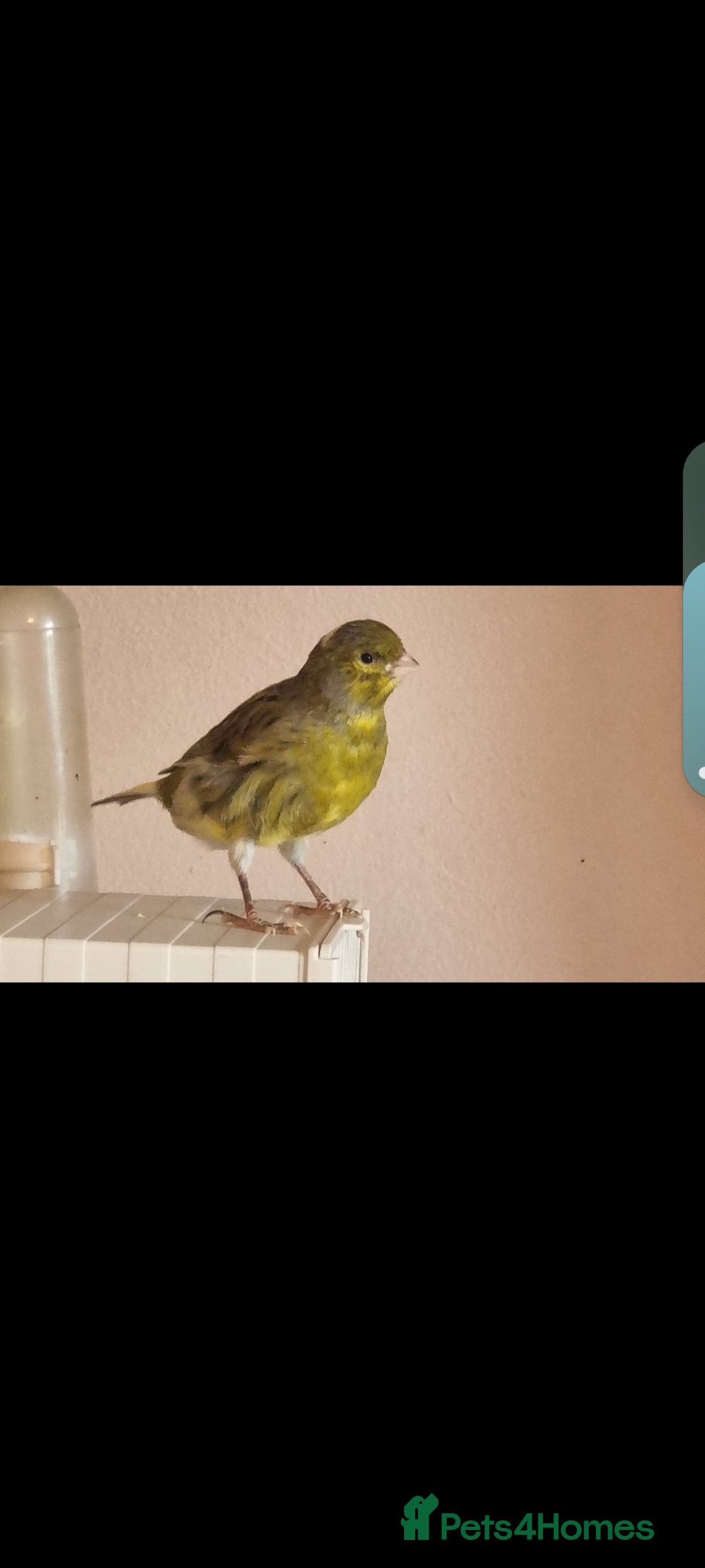 Canaries birds for sale: Two Canary Birds for sale, £20 each - Image 14