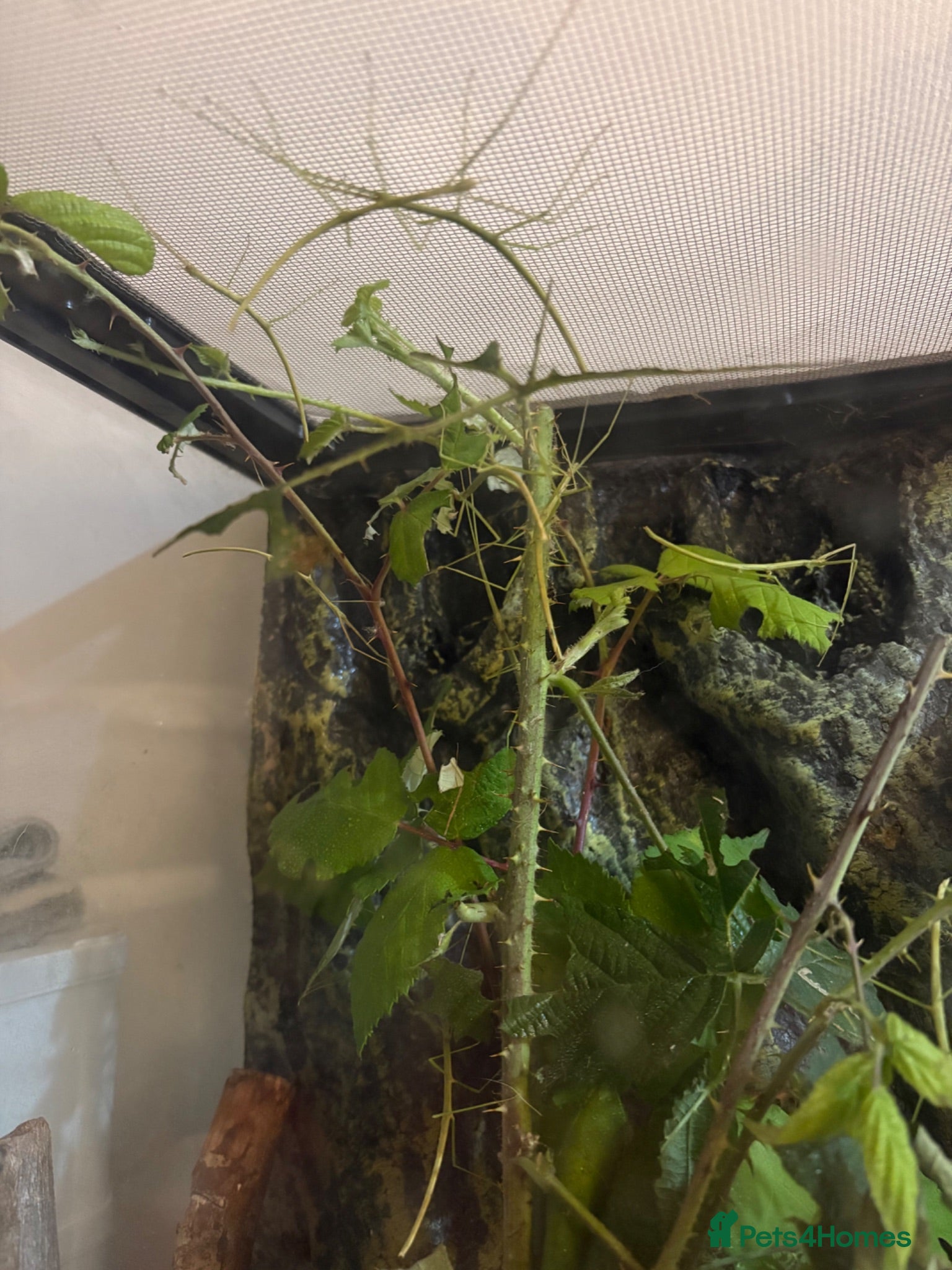 Stick Insects invertebrates Stick insects  - Advert 5