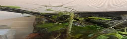 Stick Insects invertebrates for sale: Stick insects  in Borehamwood - Advert 1