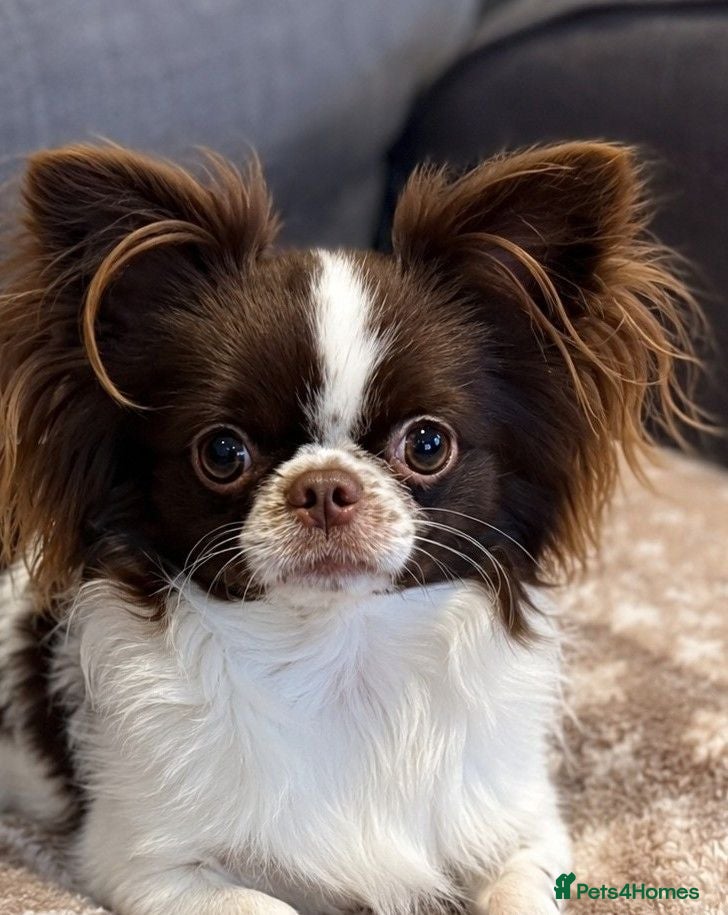 Chihuahua dogs KC reg-Heath Tested-Proven Stud - Advert 3
