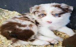 Border Collie dogs for sale: Stunning Fluffy Border Collies Puppies for Sale - Image 1