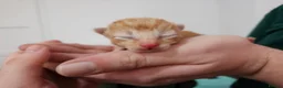 Mixed Breed cats for sale: Beautiful Unique Kittens Now Available to Reserve in Salisbury - Advert 28