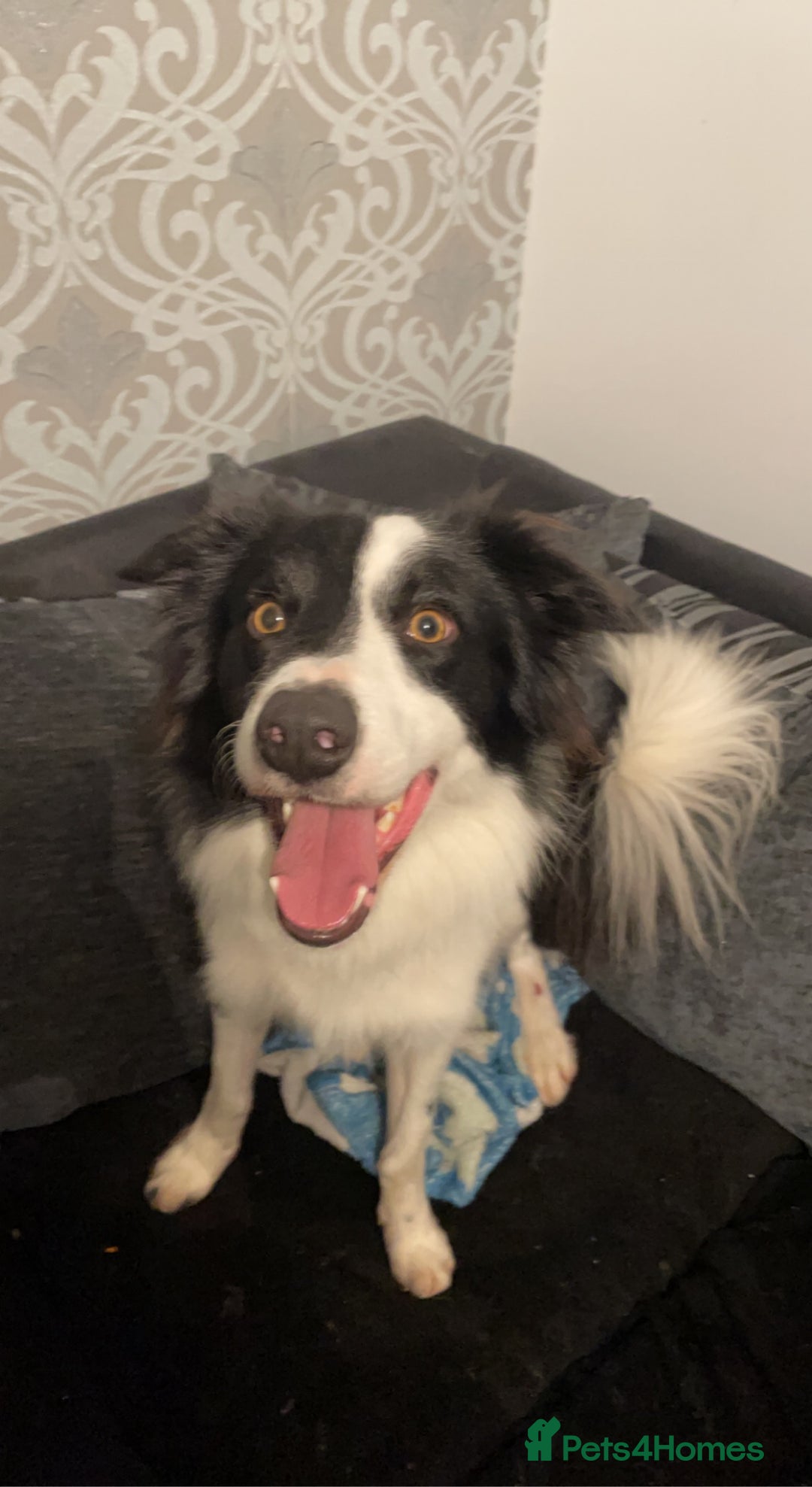 Border Collie dogs for sale: Border collie  - Advert 6