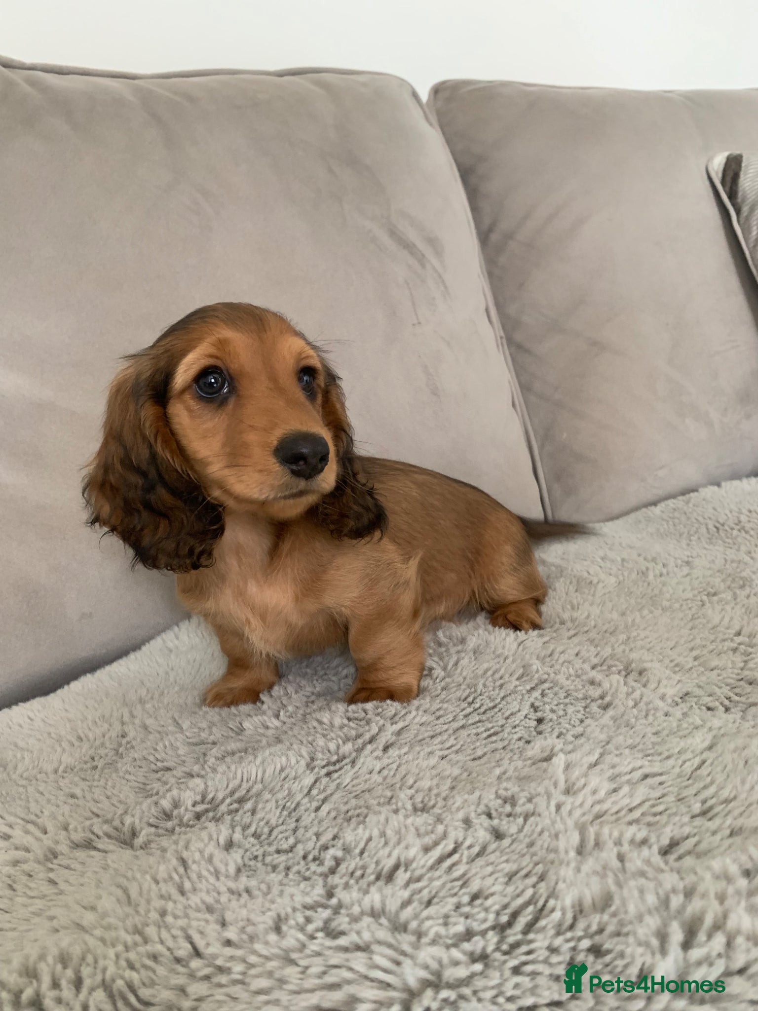 Miniature Dachshund dogs Long haired dachshund  - Advert 18