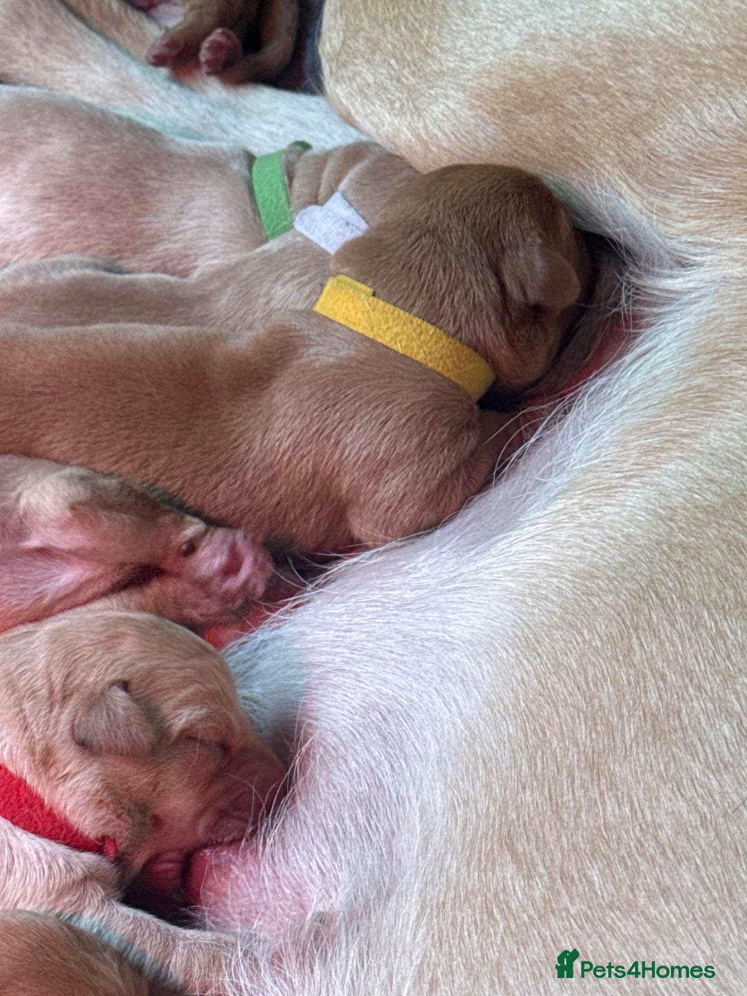 Labrador Retriever dogs for sale: Labrador puppy for Christmas? Dog for life - Image 14