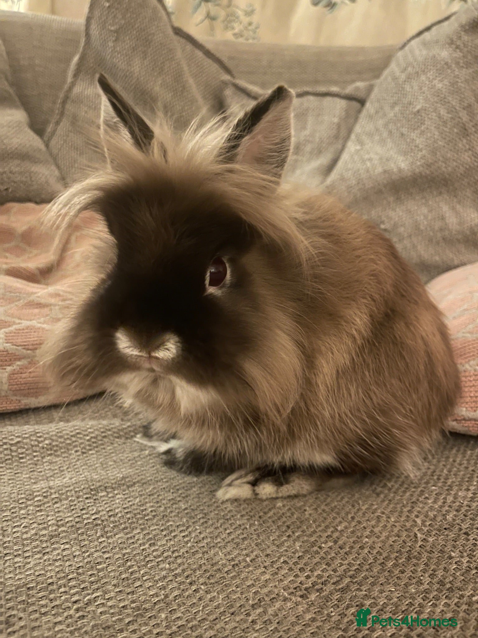 Quail poultry Beautiful Boy Netherland/Lionhead available - Advert 20