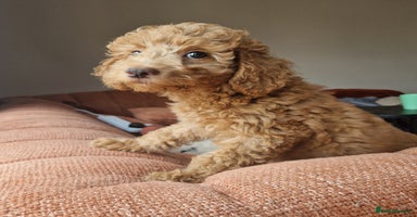 Labradoodle dogs - Advert 1