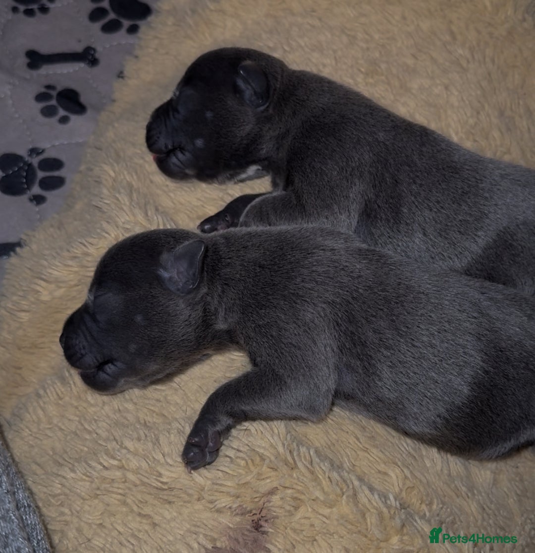 Staffordshire Bull Terrier dogs for sale: KC Blue Staffordshire Bull Terrier Puppies  - Advert 10
