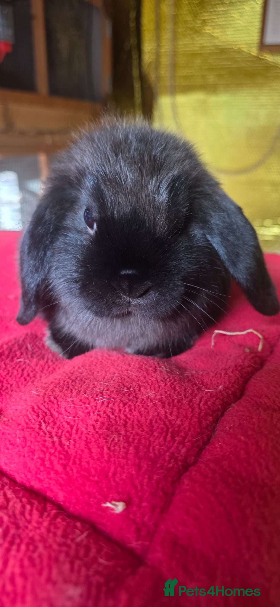 Mini Lop rabbits Mini lop kits available - Advert 18