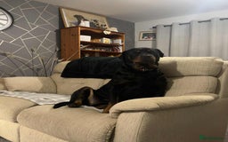 Rottweiler dogs for sale: Stunning Rottweiler puppies - Image 1