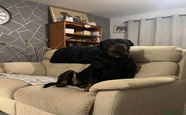 Rottweiler dogs - Advert 3