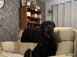 Rottweiler dogs for sale - Advert 1