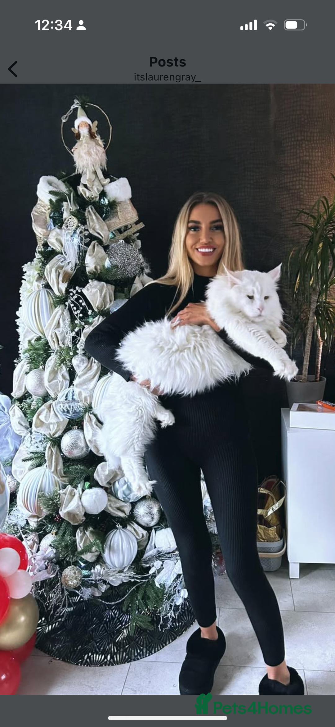 Maine Coon cats for sale: Super size mainecoon  - Image 3