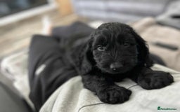 Cockapoo dogs for sale: Last puppy. Cockapoo Ready now.  - Image 4
