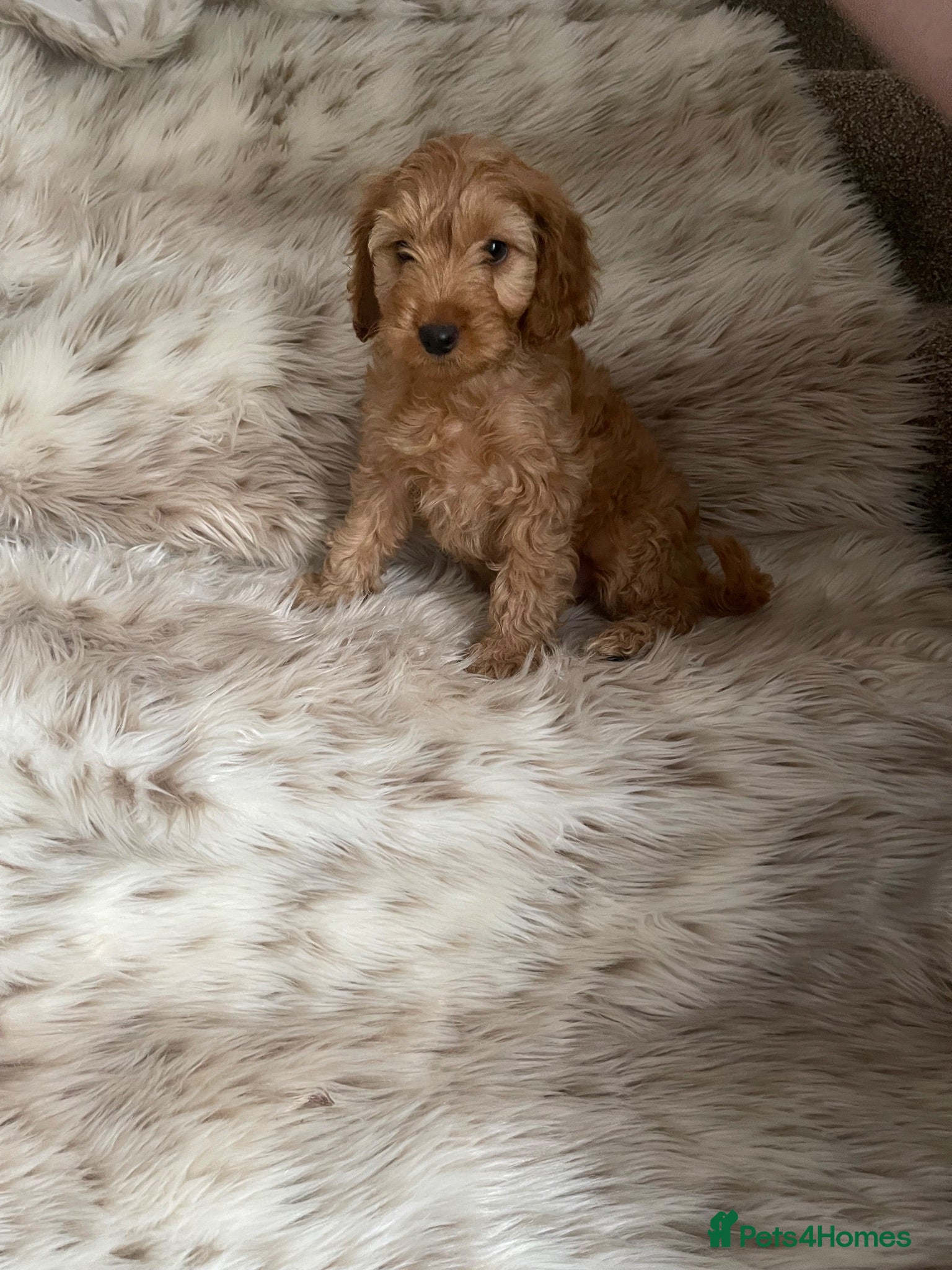 Cockapoo dogs Health  tested F1BB miniature cockapoo puppies  - Advert 14