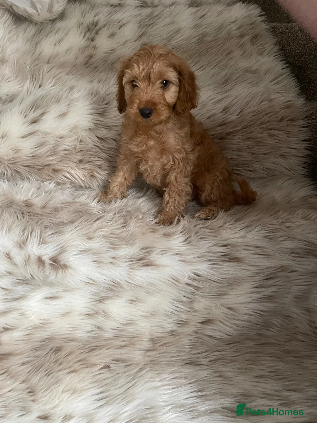 Cockapoo dogs for sale: Health  tested F1BB miniature cockapoo puppies  - Advert 1